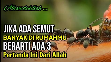 Masyaallah Jika Banyak Semut Dirumahmu Ada Pertanda Dari Allah