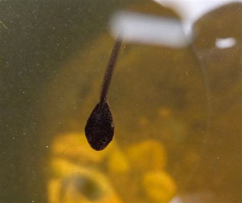 Tadpole by Clangston on DeviantArt