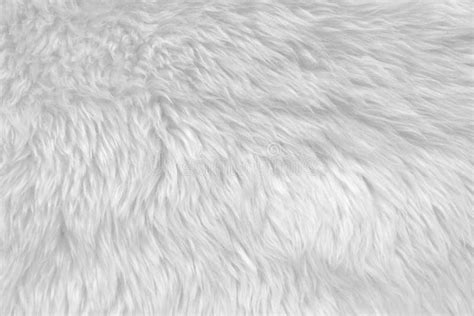 White Wool Texture Background Light Natural Animal Wool White