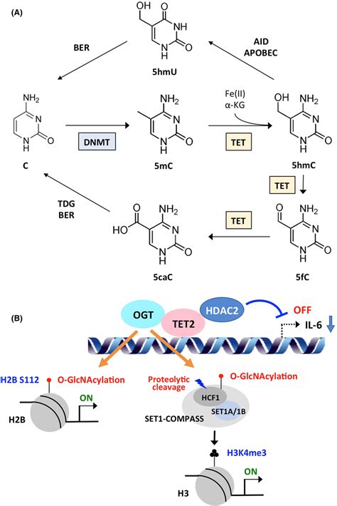 DNA Demethylation And Histone Modification By Teneleven Translocation