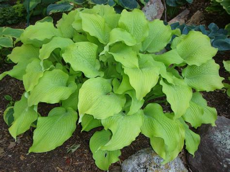 Photo Of The Entire Plant Of Hosta Sun Power Posted By Paul2032