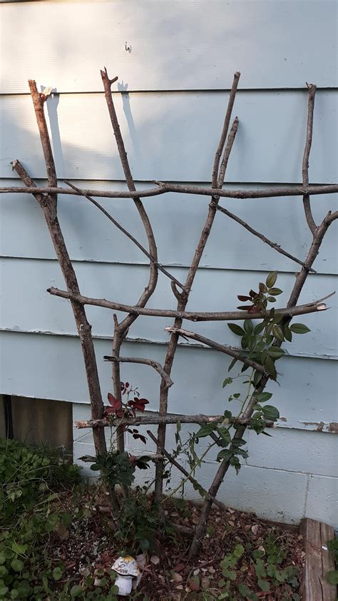 I made a rustic trellis for my climbing rose. : gardening