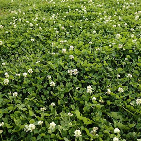 Bulk White Dutch Clover Seeds Trifolium Repens