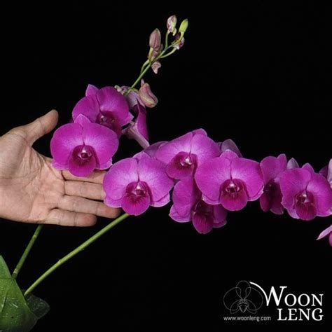 Dendrobium Giant Glory In Clay Pot