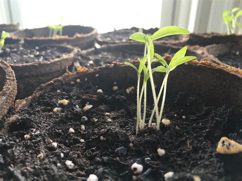 What To Do About Leggy Seedlings Chicago Land Gardening