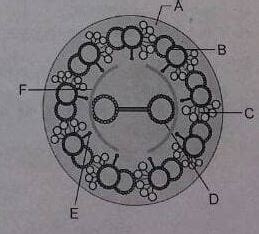 Identify A B C D E And F In The Given Diagrammatic Representation