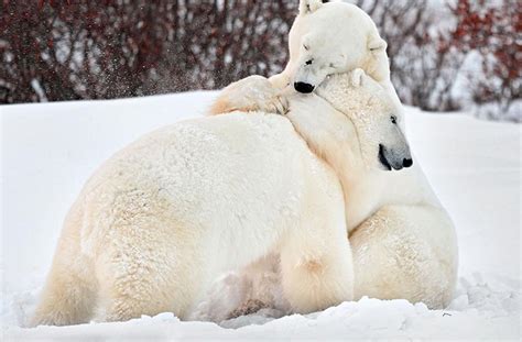 THE POWER OF HUGGING. 5 Reasons Why Hugs Are Good for You | funzone.am