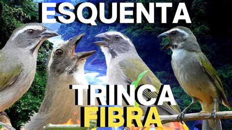 ESQUENTAR Trinca Ferro FIBRA Trinca Ferro CANTANDO E CANTO De Trinca