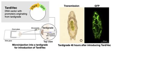 In Vivo Expression Vector Derived From Anhydrobiotic Tardigrade Genome