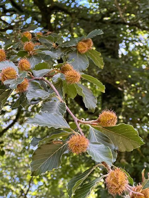 Loggers and activists clash over the remaining beech beech groves 15