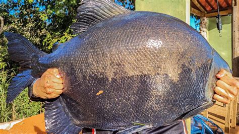 NUNCA VI TANTO PEIXE GRANDE NA SUPERFÍCIE Lago Verde Pra Quem Pesca