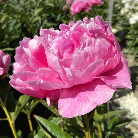 Paeonia Alexander Fleming Slovensketrvalky Sk