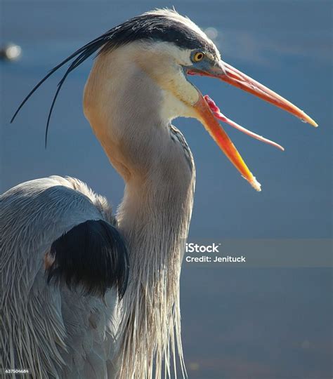 Great Blue Heron Sticking Out Tongue Stock Photo Download Image Now