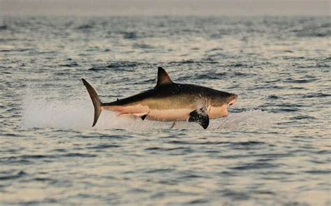 Reality TV: Camera-toting sharks hunt seals in kelp forests