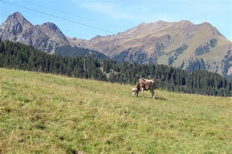 Alpes Montanhas Vaca Foto Gratuita No Pixabay Pixabay