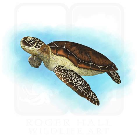 Green Sea Turtle - Signed Fine Art Print - inkart