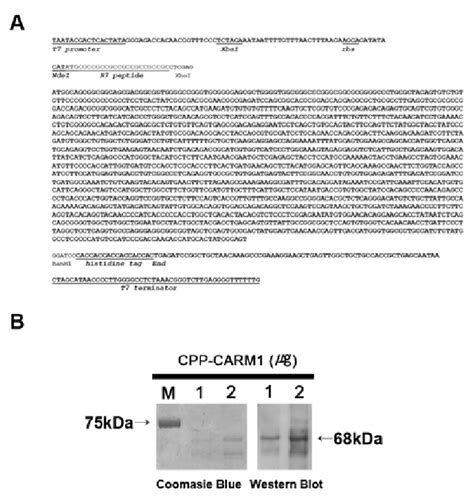 Cloning Of Mcarm In Modified Pet B Vector And Characterization Of