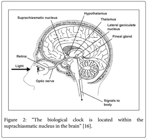 primary-health-care-suprachiasmatic-nucleus