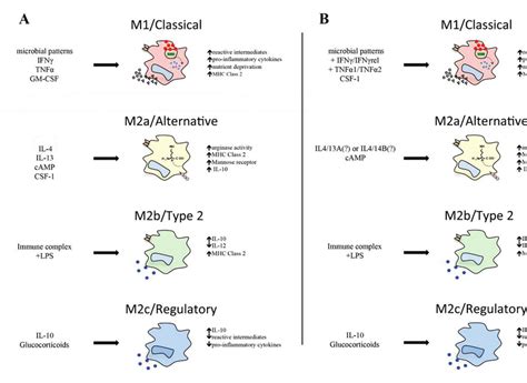 A Activation States Of Mammalian Macrophages Stimulation With