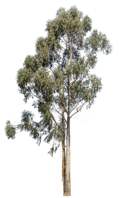 Eucalyptus Globulus Eucalyptus Tree Tree Photoshop Australian Trees