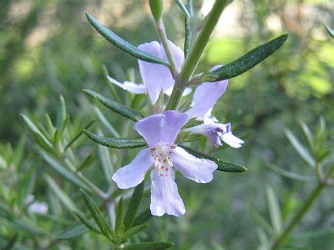 How To Grow Rosemary In A Greenhouse Greenhouse Emporium