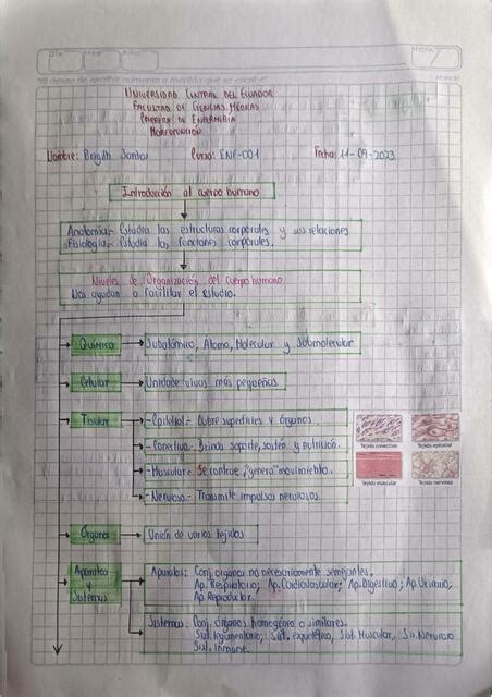 Planos Del Cuerpo Humano Y Cuadrantes Abdominales Brigith Santos Udocz