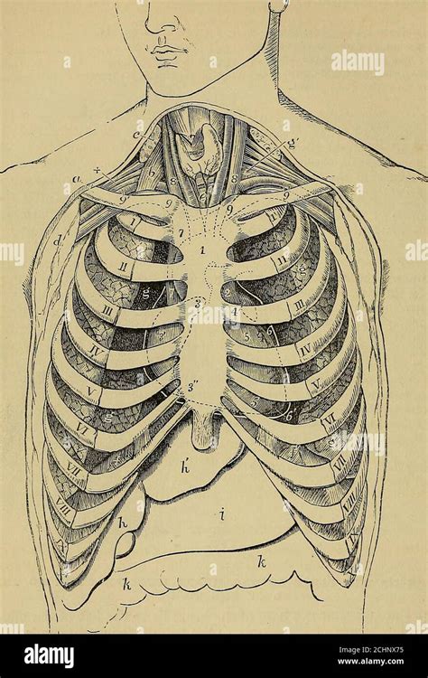 Intercostal Space Anatomy