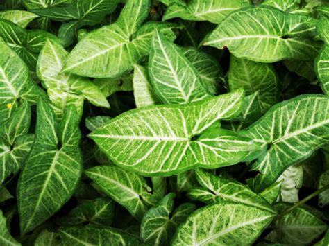 Syngonium Podophyllum How To Grow And Care