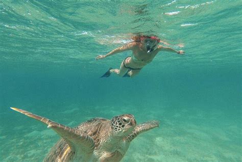 Snorkeling With Sea Turtles in Hawaii: Tips for Keeping Honu Safe ...