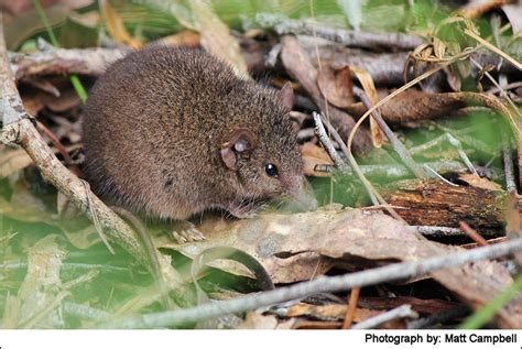 Morwell National Park - Species - Antechinus agilis