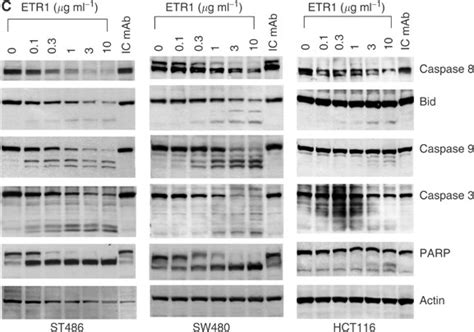 HGS-ETR1, a fully human TRAIL-receptor 1 monoclonal antibody, induces ...