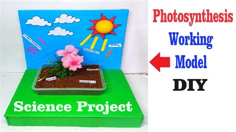 Photosynthesis Working Model Making For Science Exhibition Diy