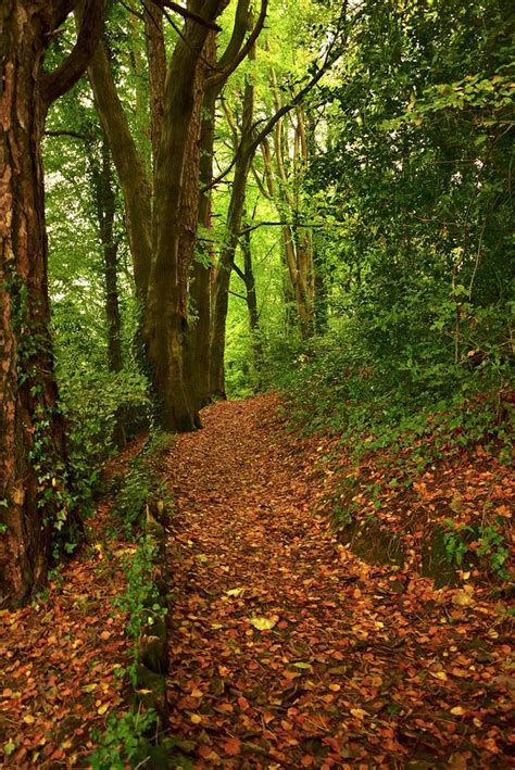 Path Of Fallen Leaves Photograph By Neil R Finlay Pixels