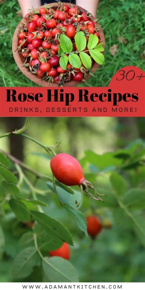 30 Rose Hip Recipes Adamant Kitchen