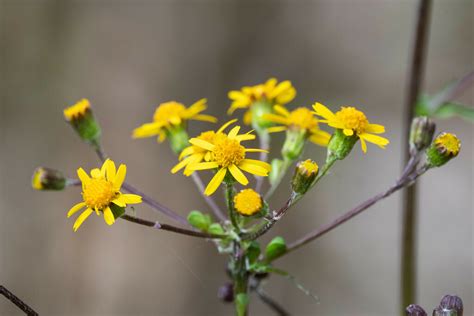 American Groundsels And Ragworts From Worcester County MD USA On