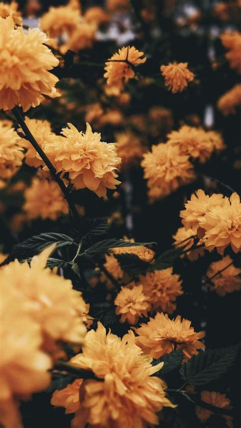 Beautiful Yellow Flowers | Nature backgrounds iphone, Preppy wallpaper, Aesthetic iphone wallpaper