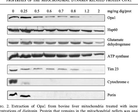 Figure 2 From Assay And Properties Of The Mitochondrial Dynamin Related