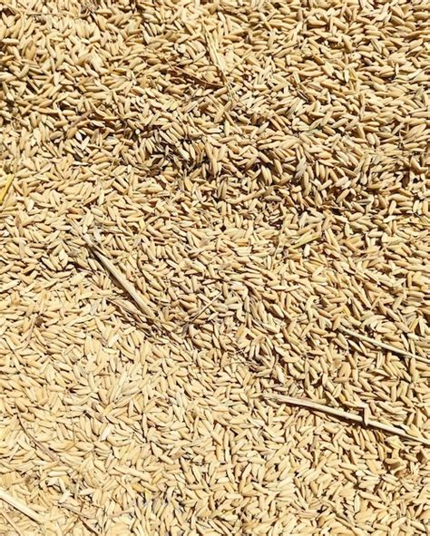 Se muestra una pila de arroz con unos pocos granos pequeños en la parte