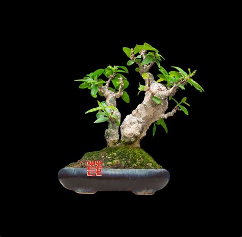 Bonsai Cm Shui Mei Water Jasmine Wrightia Religiosa Furniture Home