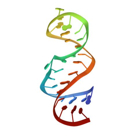 RCSB PDB 2LDZ SOLUTION STRUCTURE OF THE LEAD DEPENDENT RIBOZYME NMR