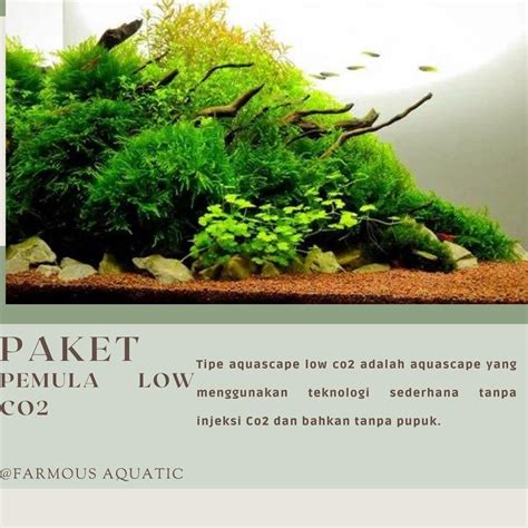 Jual PAKET AQUASCAPE PEMULA LOW CO2 PAKET TANAMAN AQUASCAPE Shopee