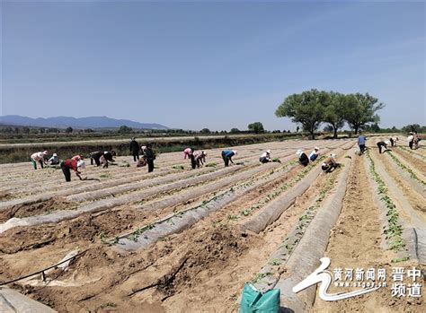 介休市张兰镇张村：红薯产业助力乡村振兴黄河新闻网