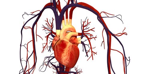 Lista Exerc Cios Sobre O Sistema Cardiovascular Toda Mat Ria