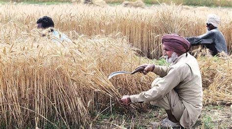 Rabi Crop Fine For Now A Few Worries Over Wheat And Early End To