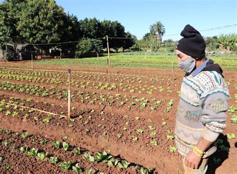 Apesar De Dias De Frio Intenso Produtores Conseguiram Salvar Hortas