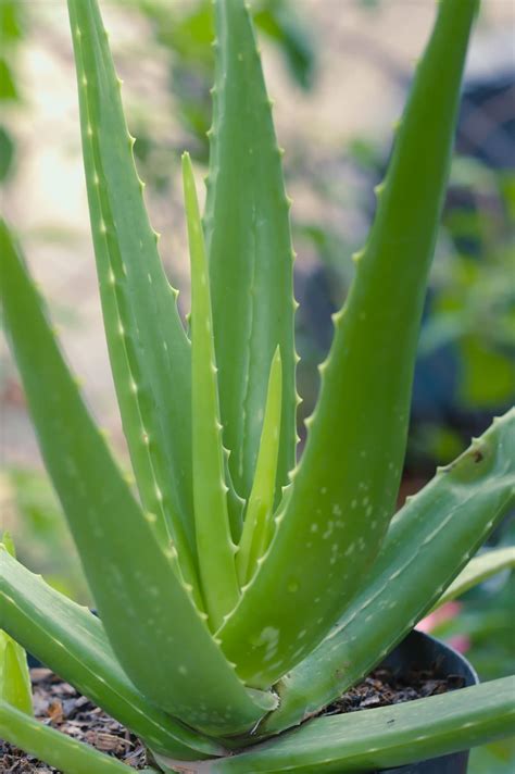 Cómo es la flor del Aloe vera Ciber Cactus