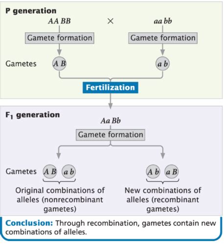 Genetics Unit 2 Chapter 5 Flashcards Quizlet