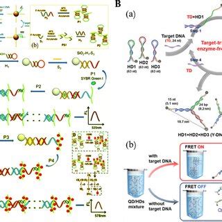 Schematic Illustration Of Stimuli Responsive Hydrogel Based