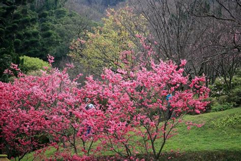 Taiwan S Cherry Blossom Forecast 2023 12 Best Places Around Taiwan To