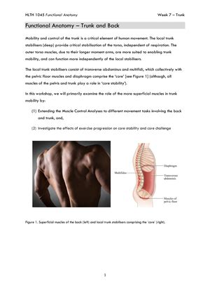 Biomechanics Lecture Notes HLTH 2025 UniSA Studocu